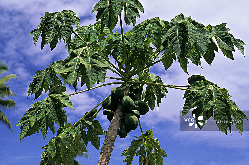 结满果实的番木瓜树图片素材