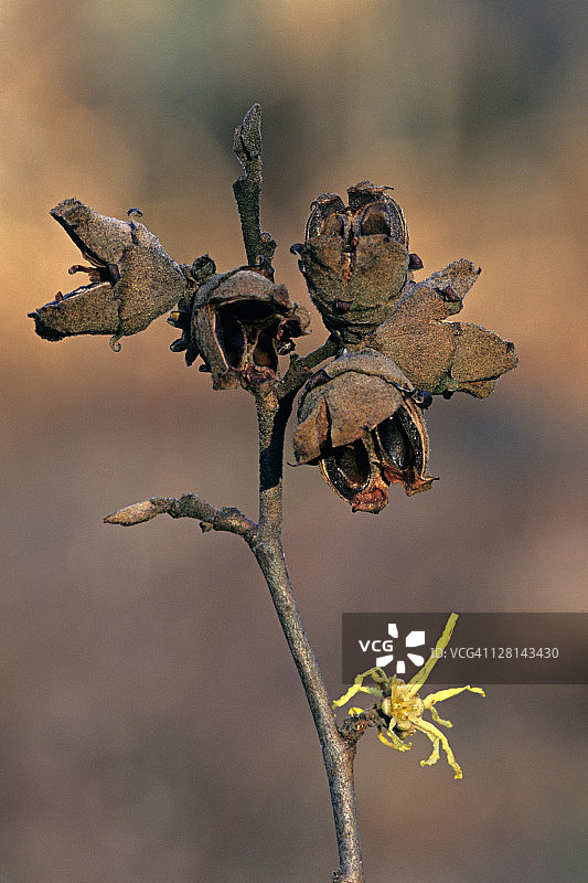 金缕梅花果：叶和树皮中发现的收敛剂，种子具有爆炸性图片素材