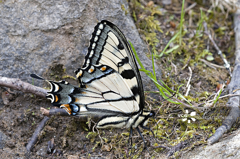 北美虎凤蝶在水坑区摄取矿物质和盐分图片素材