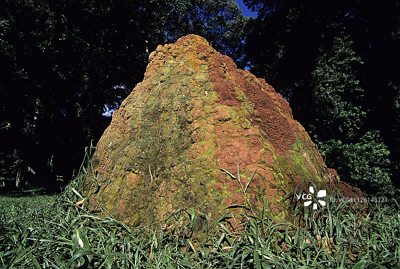 乌干达的白蚁丘图片素材