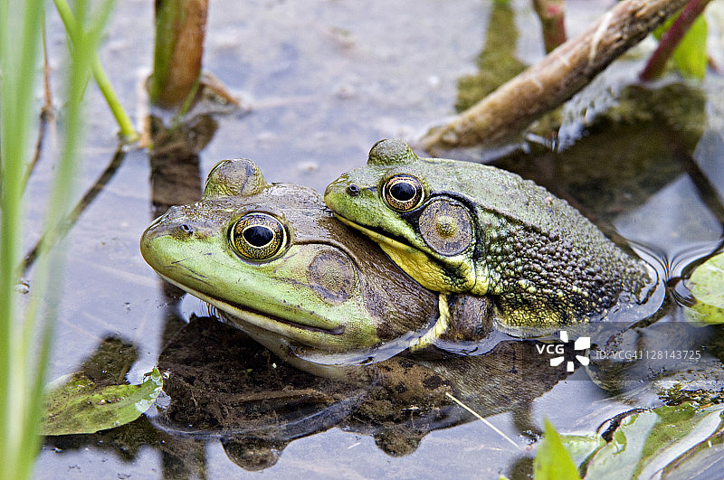 正在抱对（交配）的绿青蛙，鸣蛙属黑斑亚种，成年雄性的鼓膜大于眼睛，喉咙呈鲜黄色，美国密歇根州图片素材