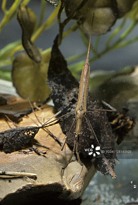 水蝎子（明尼苏达州，美国）图片素材