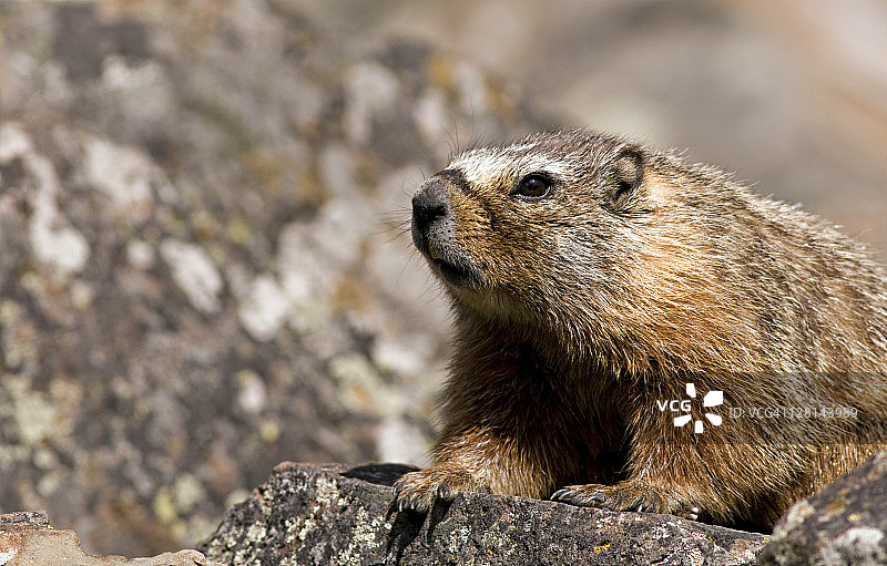 黄腹旱獭，美国怀俄明州黄石国家公园图片素材