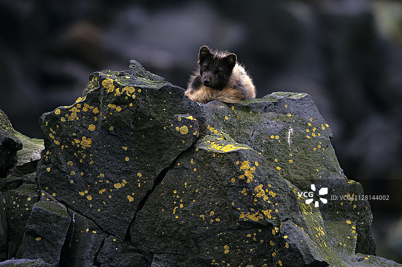 北极狐在阿拉斯加普里比洛夫群岛圣保罗岛的毛皮海豹栖息地觅食图片素材