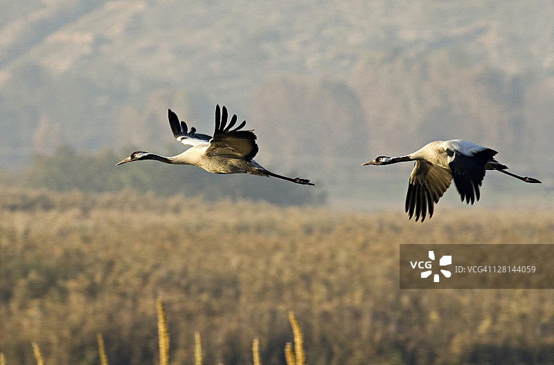 两只灰鹤飞行图片素材