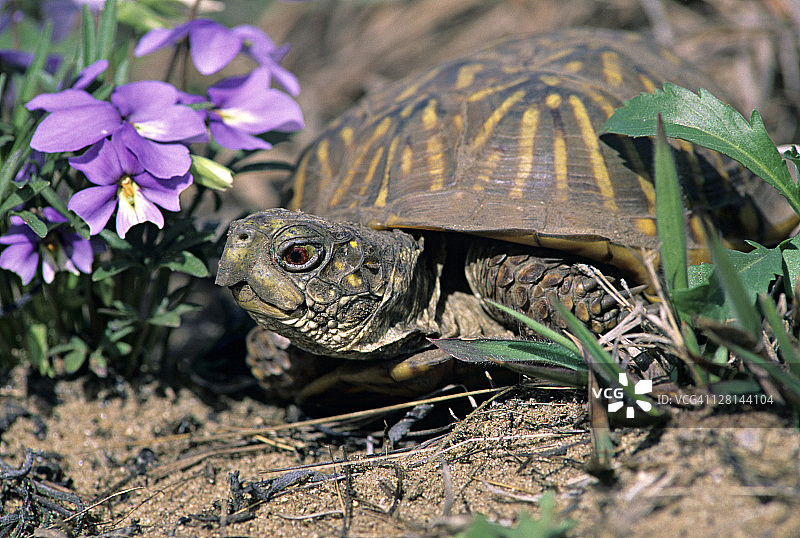 丽箱龟，一种受威胁时外壳会紧闭的陆龟，美国伊利诺伊州图片素材