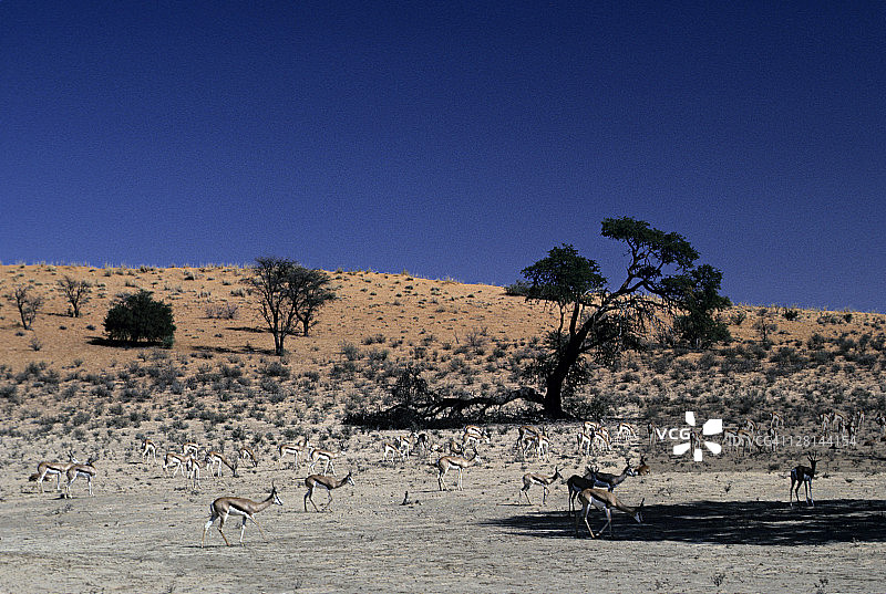 南非戈姆斯博克国家公园，热带草原上的跳羚图片素材