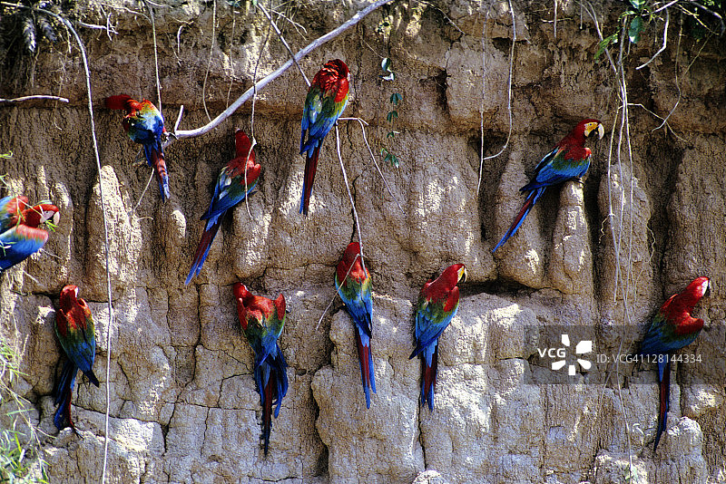 秘鲁亚马逊盆地马努国家公园附近的红绿金刚鹦鹉图片素材