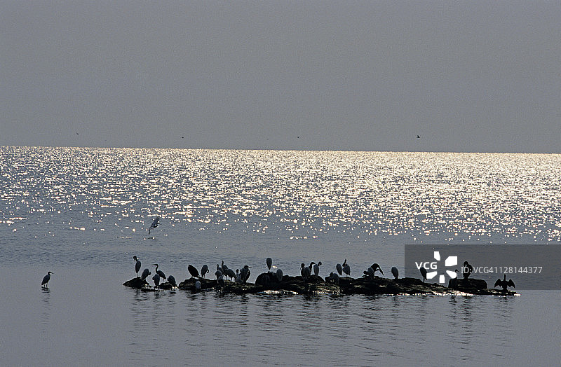 坦桑尼亚鲁邦多岛国家公园维多利亚湖上的小白鹭轮廓图片素材