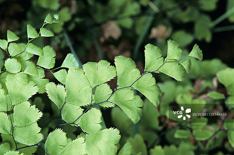 铁线蕨，生长于美国犹他州锡安国家公园图片素材