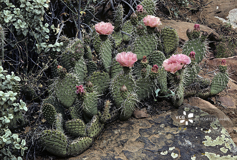 开着粉色花朵的海狸尾仙人掌，位于美国犹他州锡安国家公园图片素材
