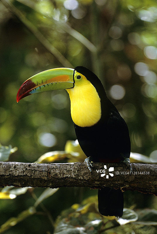 中美洲低地雨林虹嘴巨嘴鸟图片素材
