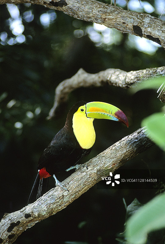 中美洲低地雨林虹嘴巨嘴鸟图片素材
