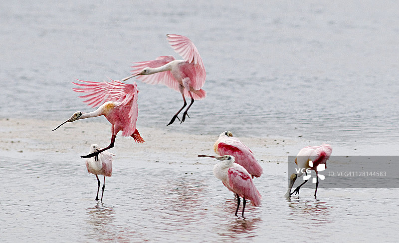 飞行中的琵鹭图片素材