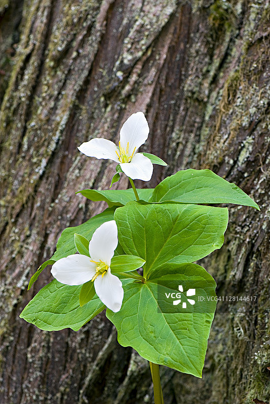 西部唤醒知更鸟或西部白色延龄草（卵叶延龄草）图片素材
