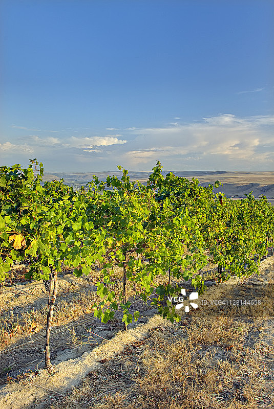 美国华盛顿州哥伦比亚谷鹅岭葡萄园景观图片素材