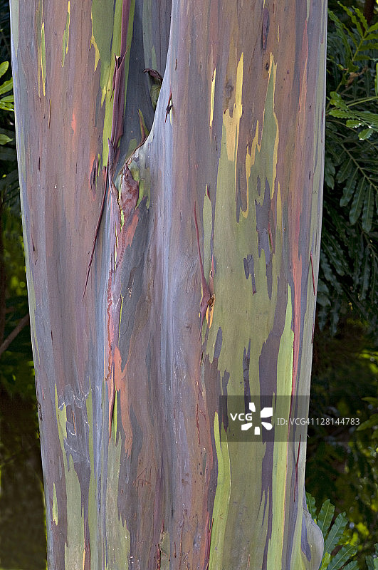 彩虹桉树，美国佛罗里达州迈阿密动物园图片素材