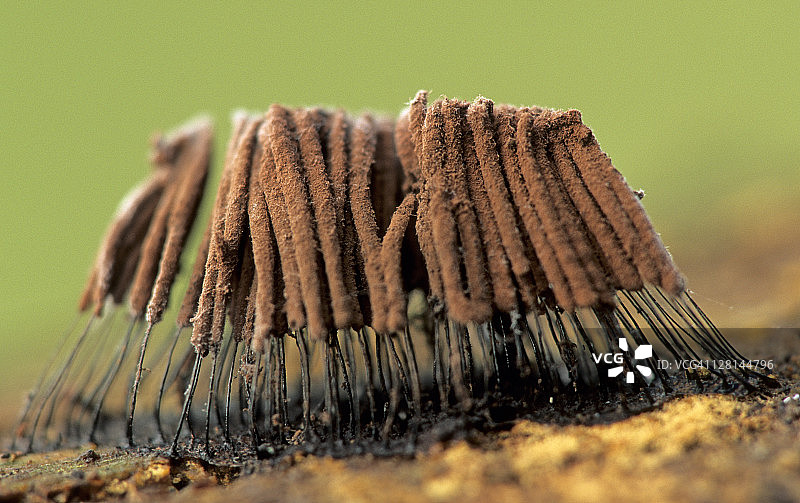 美国密歇根州腐木上的丝状柄毛霉图片素材