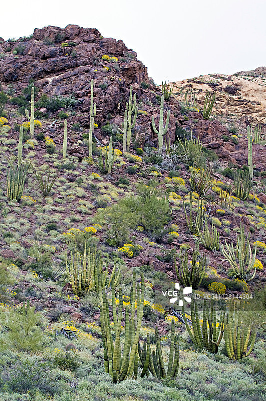 管风琴柱仙人掌、巨柱仙人掌、脆灌木，管风琴柱仙人掌国家纪念碑，索诺兰沙漠，美国亚利桑那州图片素材