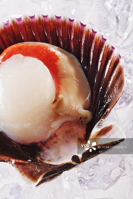 冰上带壳新鲜扇贝摄影棚拍摄图片素材