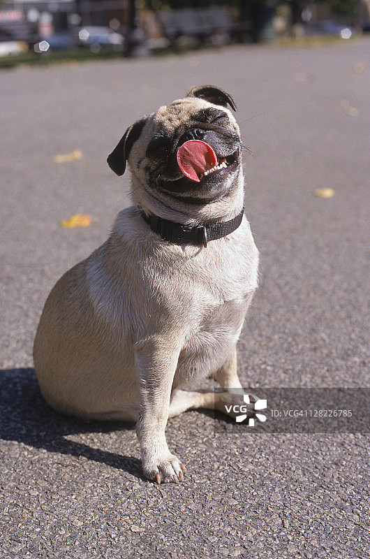 舔嘴巴的巴哥犬图片素材