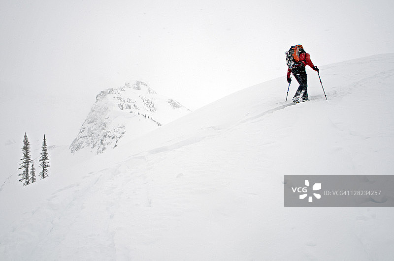 滑雪者在加拿大塞尔kirk山脉的雪松林中滑雪图片素材
