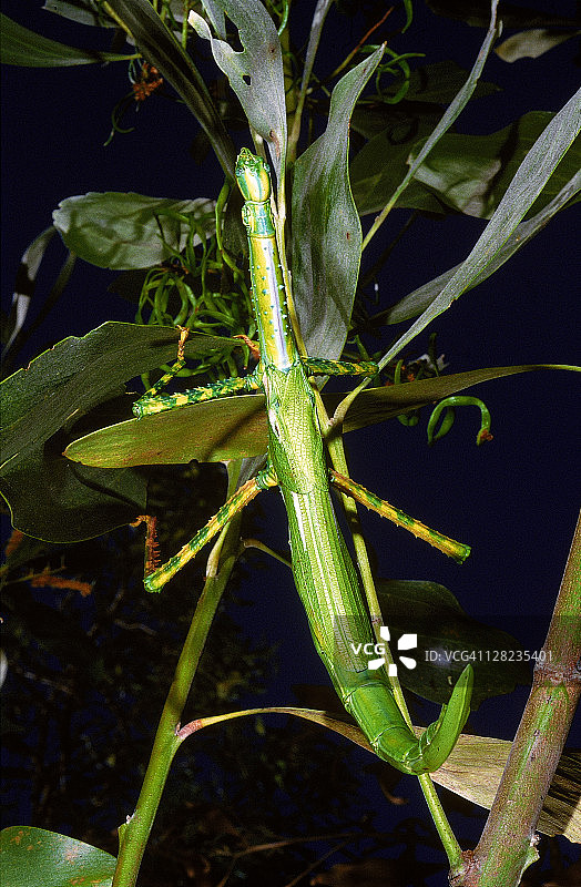巨型竹节虫图片素材