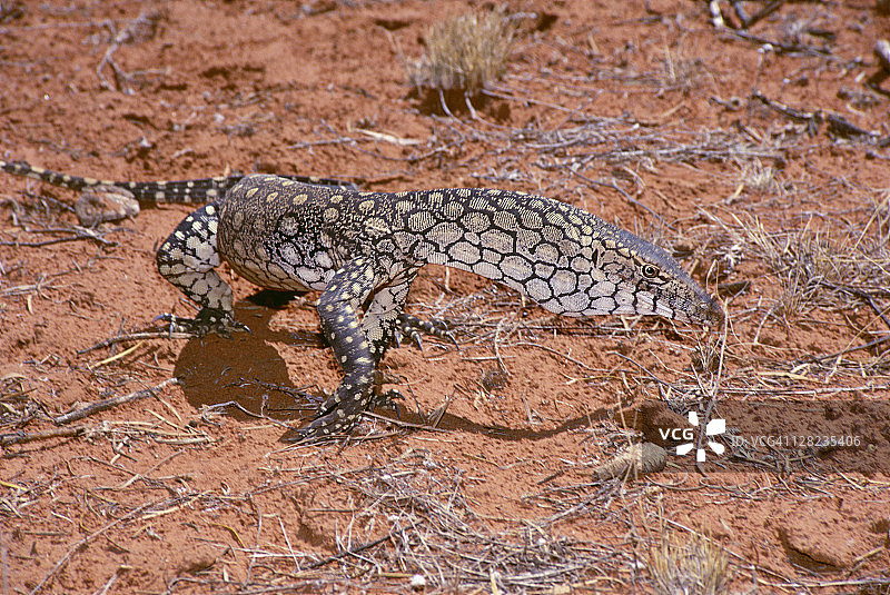 红土上的巨蜥图片素材