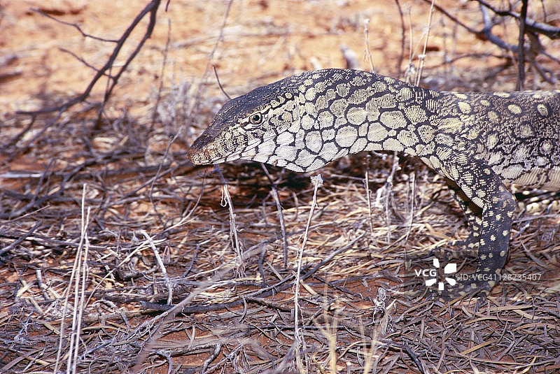 巨蜥特写图片素材