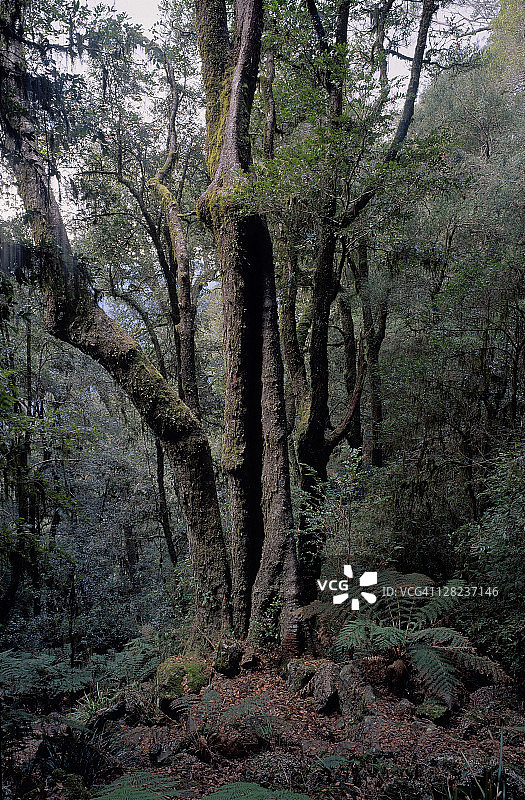 新南威尔士州新英格兰国家公园的南极山毛榉图片素材
