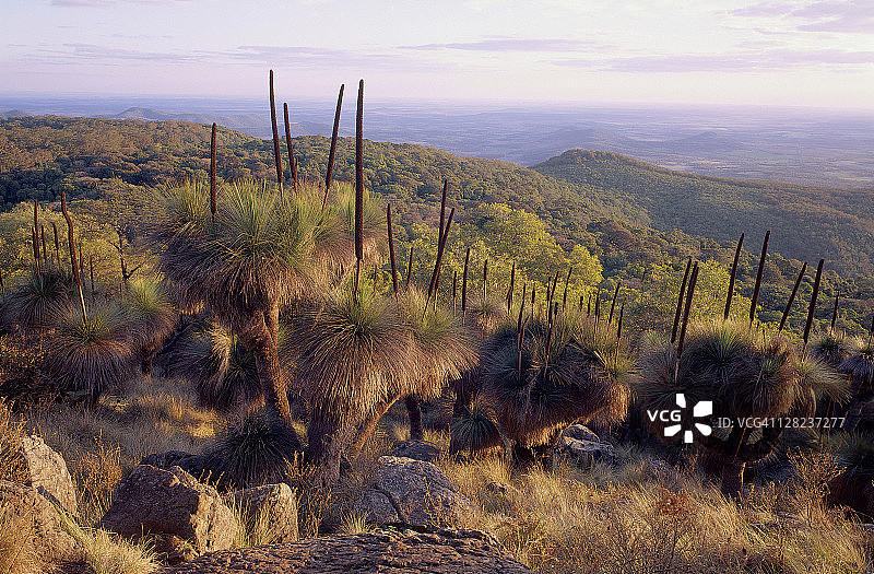 昆士兰邦亚山国家公园草地山景图片素材