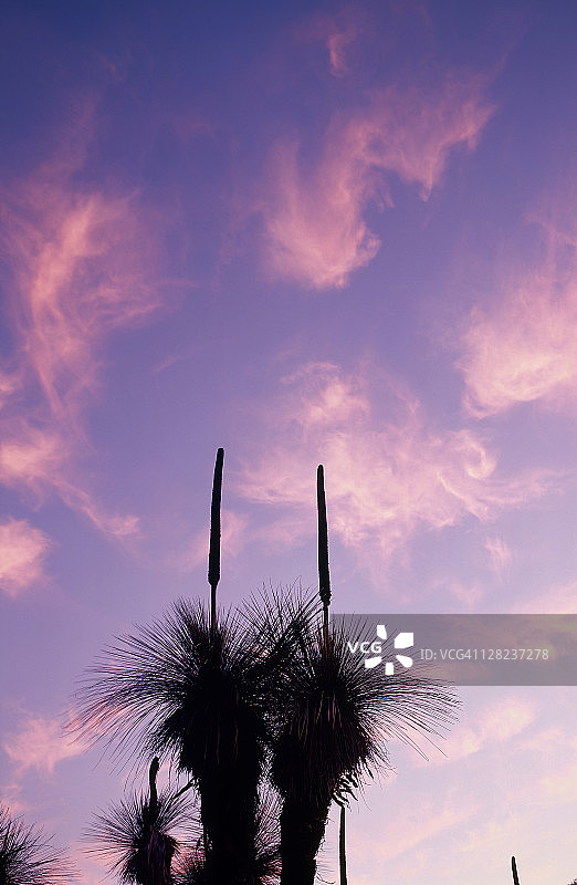 澳大利亚昆士兰邦亚山国家公园的草地树木图片素材