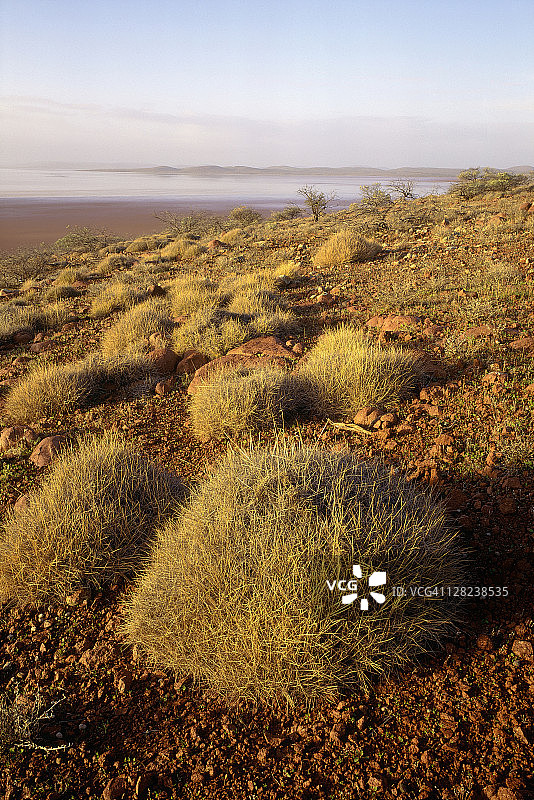 旋花草，盖尔德纳湖国家公园，南澳大利亚州图片素材