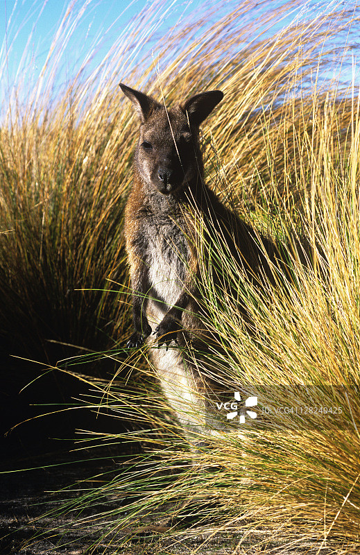 贝内特小袋鼠图片素材