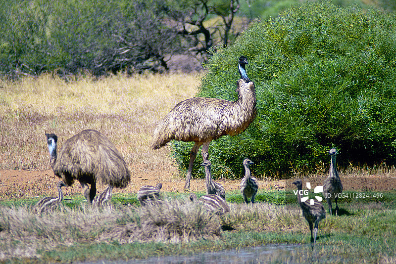 鸸鹋与雏鸟图片素材