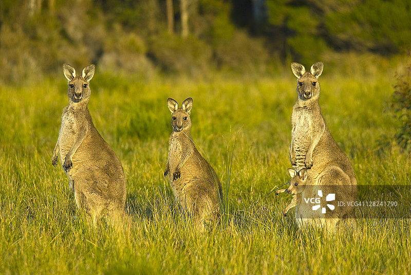 三只东部灰袋鼠，巨型袋鼠，澳大利亚塔斯马尼亚图片素材