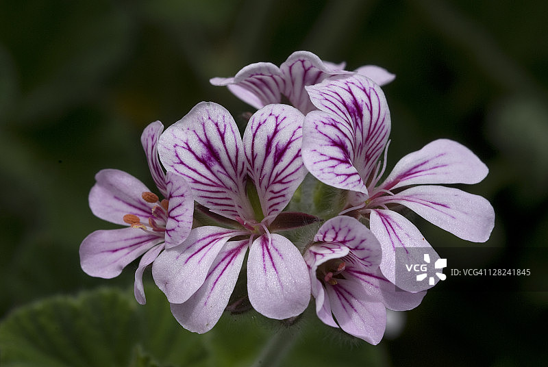 澳洲天竺葵图片素材