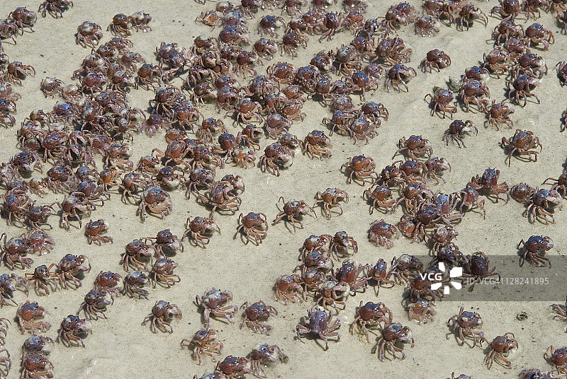 澳洲塔斯马尼亚纽曼海滩的 солдат 螃蟹图片素材