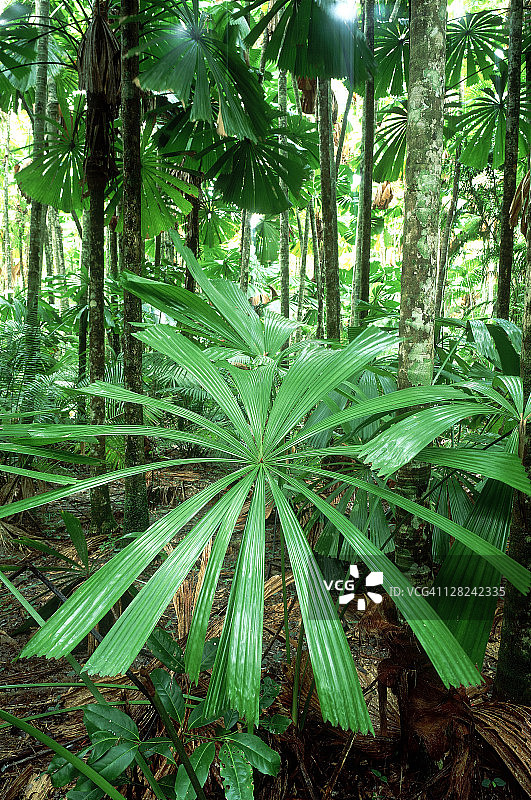 世界遗产区昆士兰州棕榈树图片素材