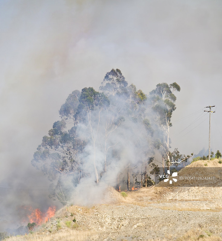 加州佩塔卢马附近的草地火灾，桉树图片素材