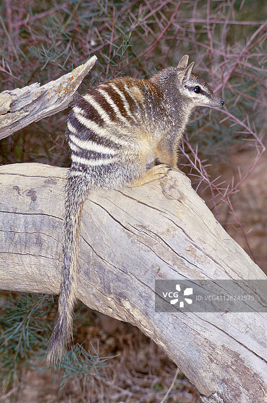 木头上濒危的袋食蚁兽图片素材