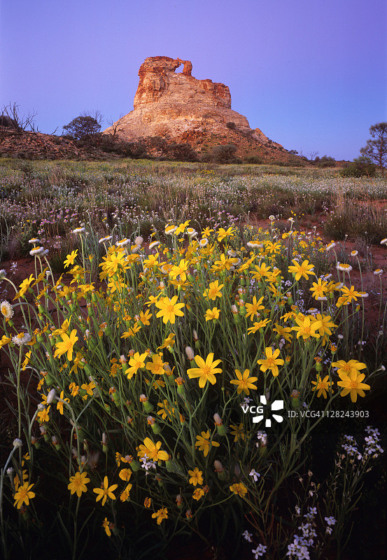 辛普森沙漠北部地区澳大利亚岩石拱形山峰下的黄色千里光图片素材