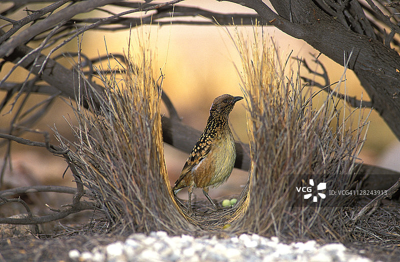 澳大利亚中部的西部园丁鸟图片素材