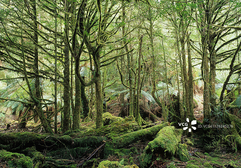 塔斯马尼亚澳大利亚西南部国家公园的檫木树（Athrosperma moshatum）图片素材