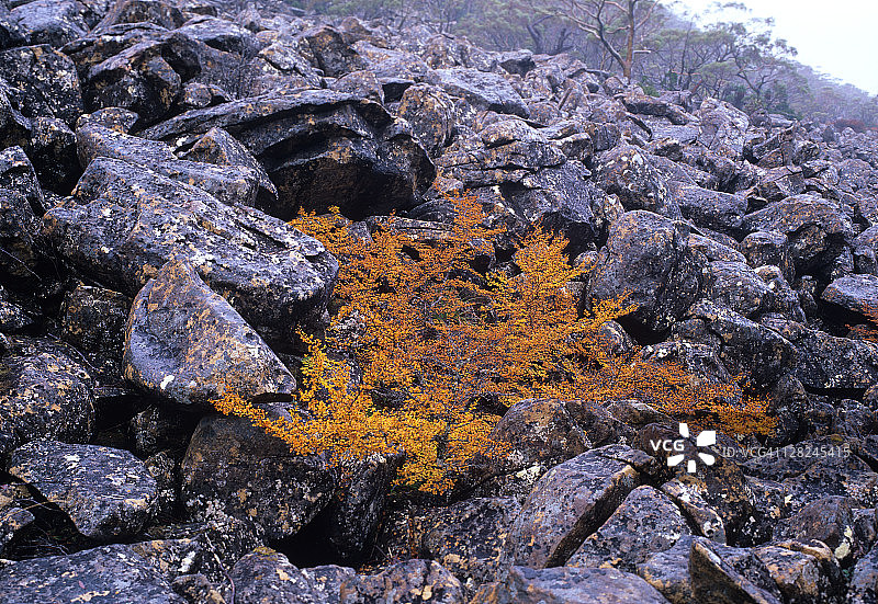 中国澳大利亚塔斯马尼亚菲尔德山国家公园白云石巨石中的落叶山毛榉林间空地图片素材