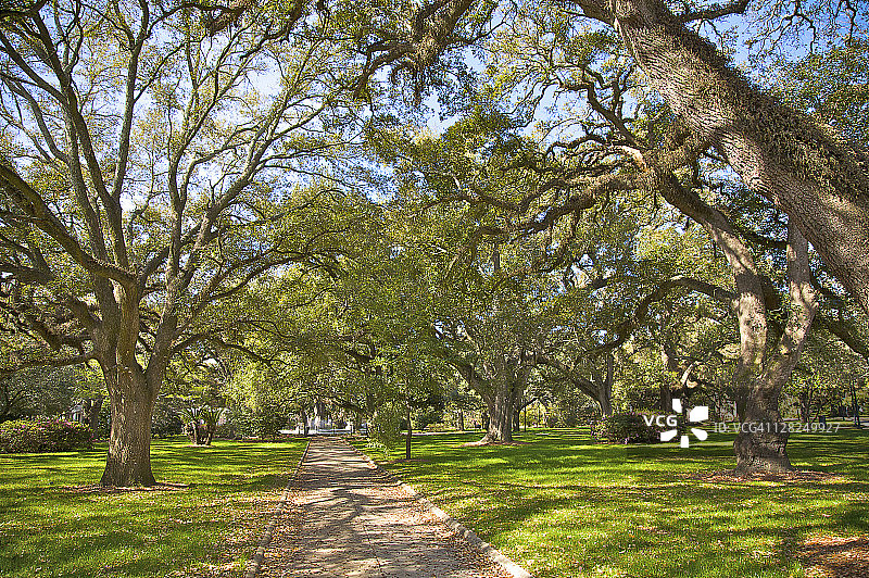 阿拉巴马州奥克利花园历史区华盛顿公园的活橡树图片素材