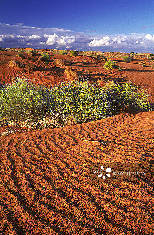 斯特泽勒茨基沙漠沙丘上的野花，澳大利亚南澳大利亚州图片素材