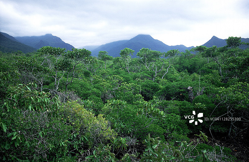 澳大利亚昆士兰州欣钦布鲁克岛的红树林图片素材