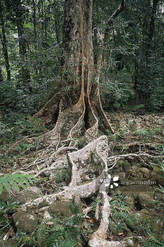 昆当树（大果杜英），雨林树木，澳大利亚欣钦布鲁克岛国家公园图片素材