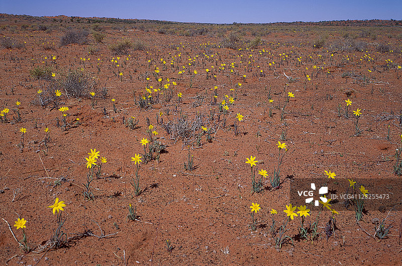 辛普森沙漠（北部地区）的野花图片素材